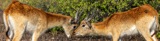 Lechwe Kiss 2